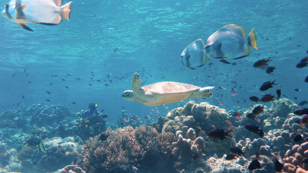 Una tortuga nada sobre un arrecife de coral en el océano