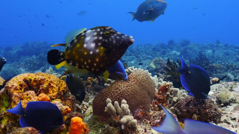 a group of fish swimming over a coral reef