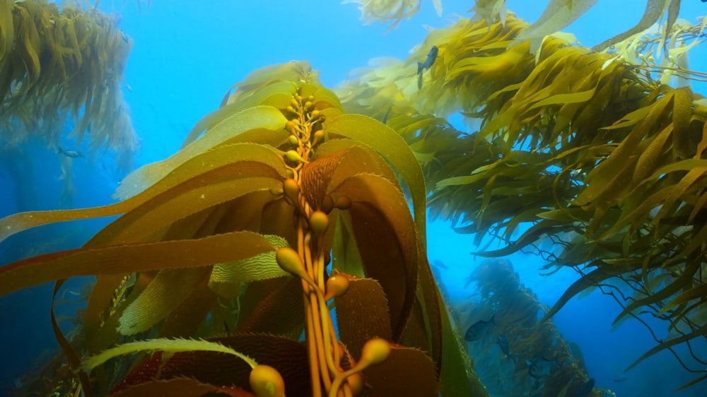 a group of sea plants floating in the water