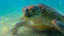 a large turtle swimming in the water
