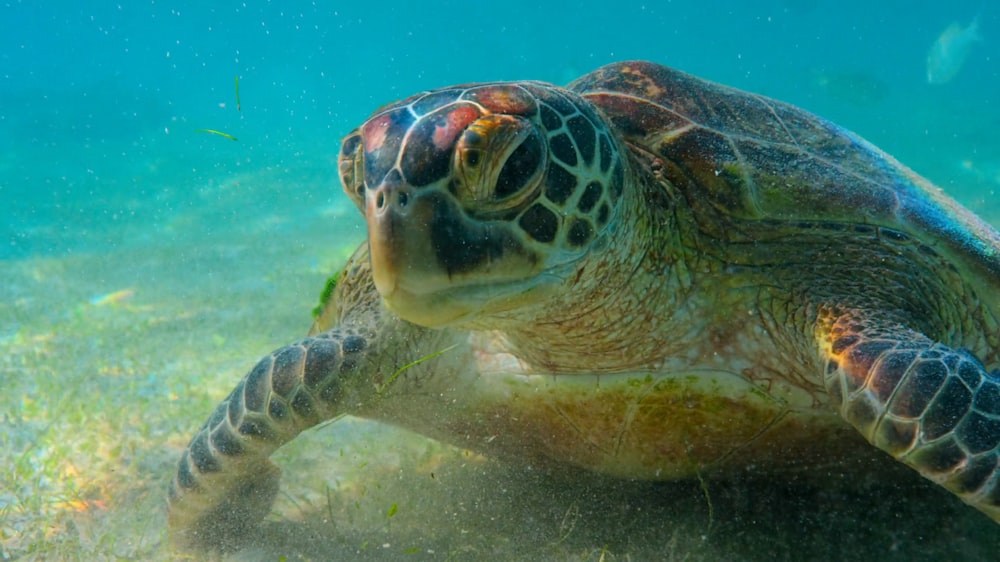 a large turtle swimming in the water