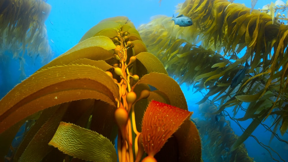 a group of plants that are in the water