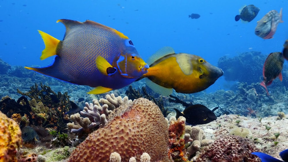 a group of fish swimming over a coral reef