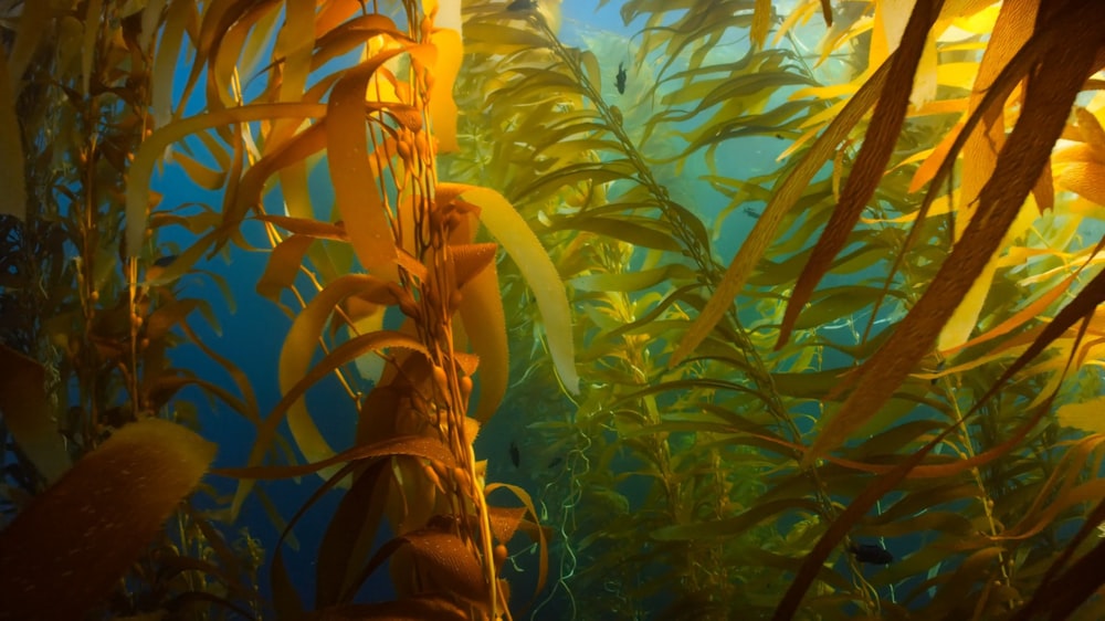 uma pintura de uma floresta de algas marinhas com a luz do sol que vem através da água