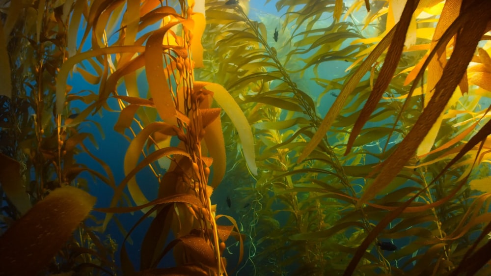 Un dipinto di una foresta di alghe con la luce del sole che passa attraverso l'acqua