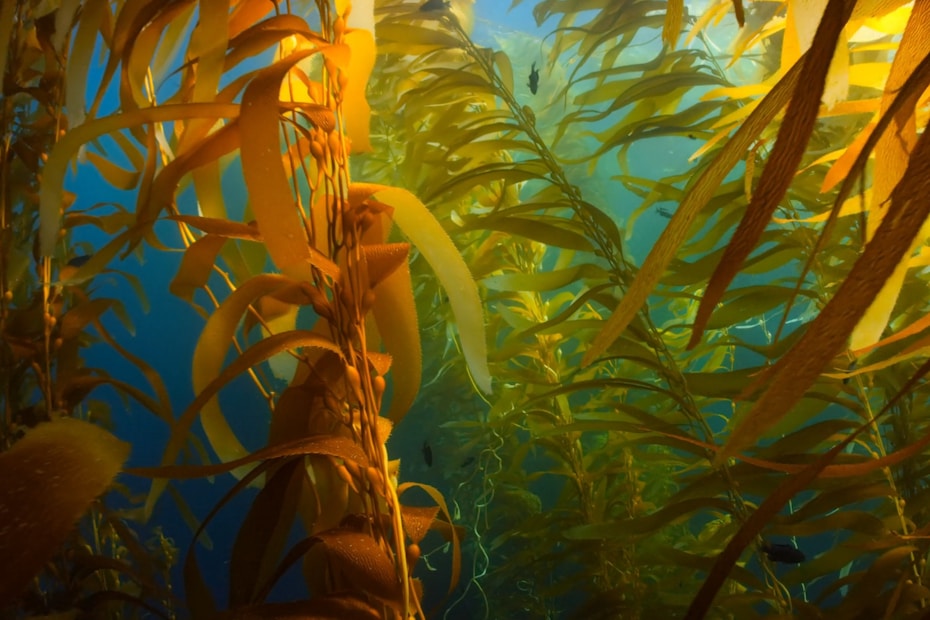 a painting of a seaweed forest with sunlight coming through the water