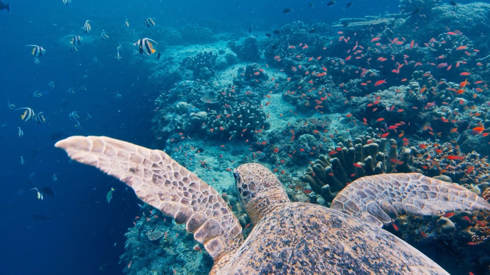 a large turtle swimming over a coral reef