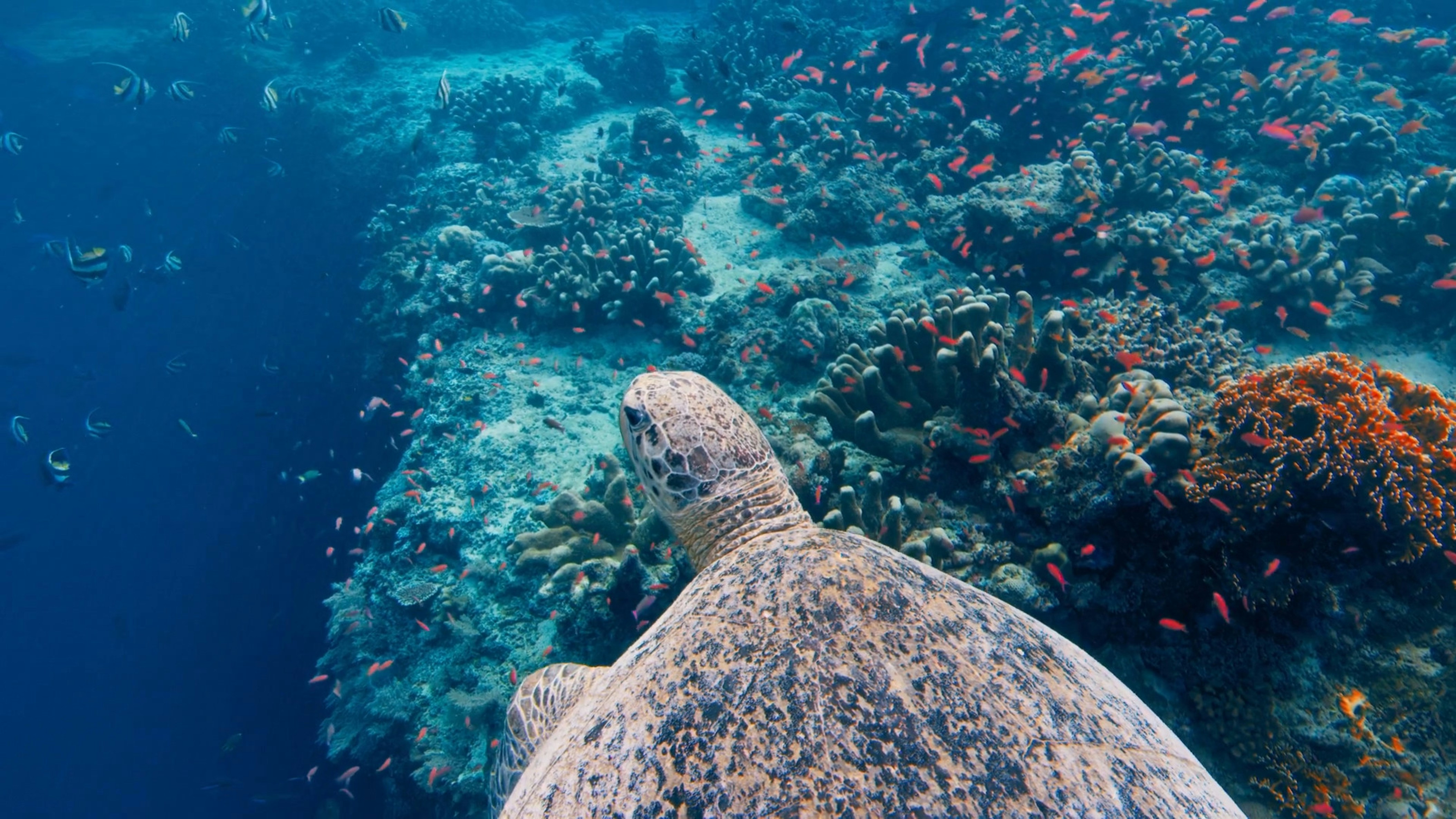 a large turtle swimming over a coral reef