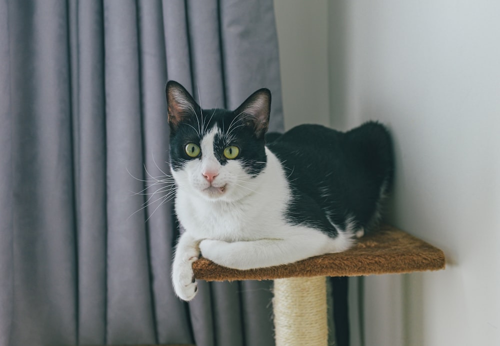 a black and white cat laying on top of a scratching post