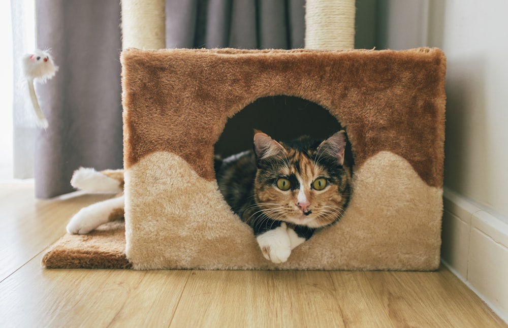 a cat sitting in a cat house on the floor