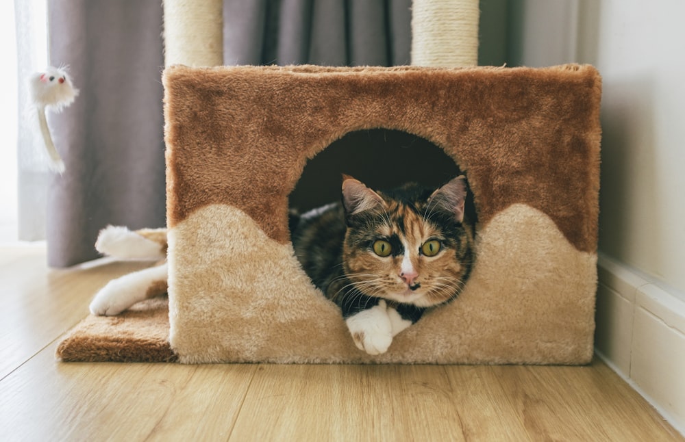 바닥에 고양이 집에 앉아있는 고양이