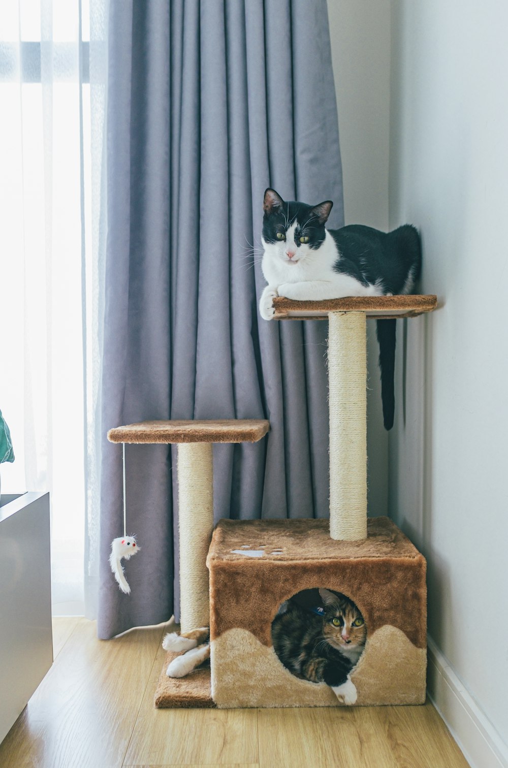 a couple of cats laying on top of a cat tree