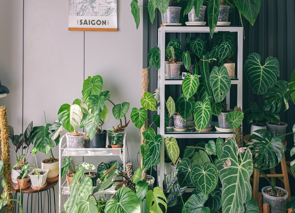 a room filled with lots of green plants