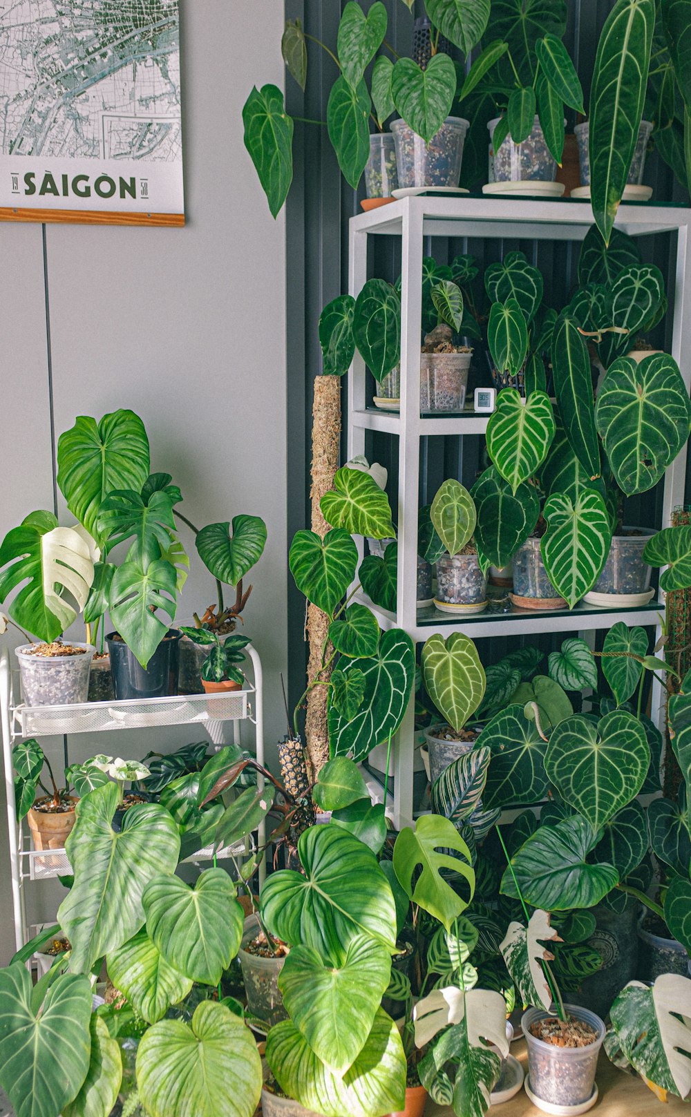 a room filled with lots of green plants