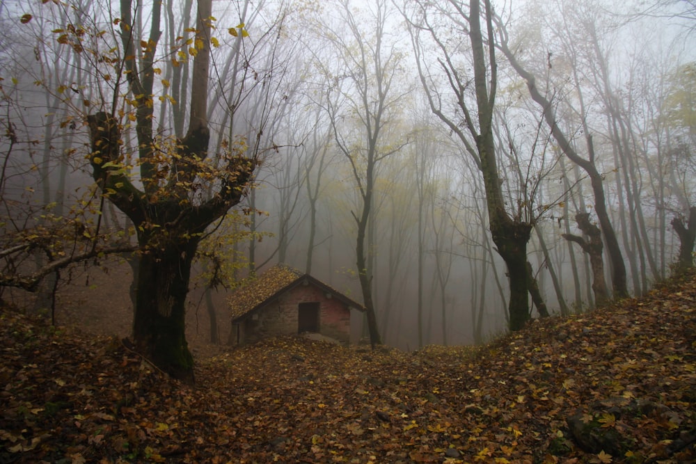 霧の森の真ん中にある家