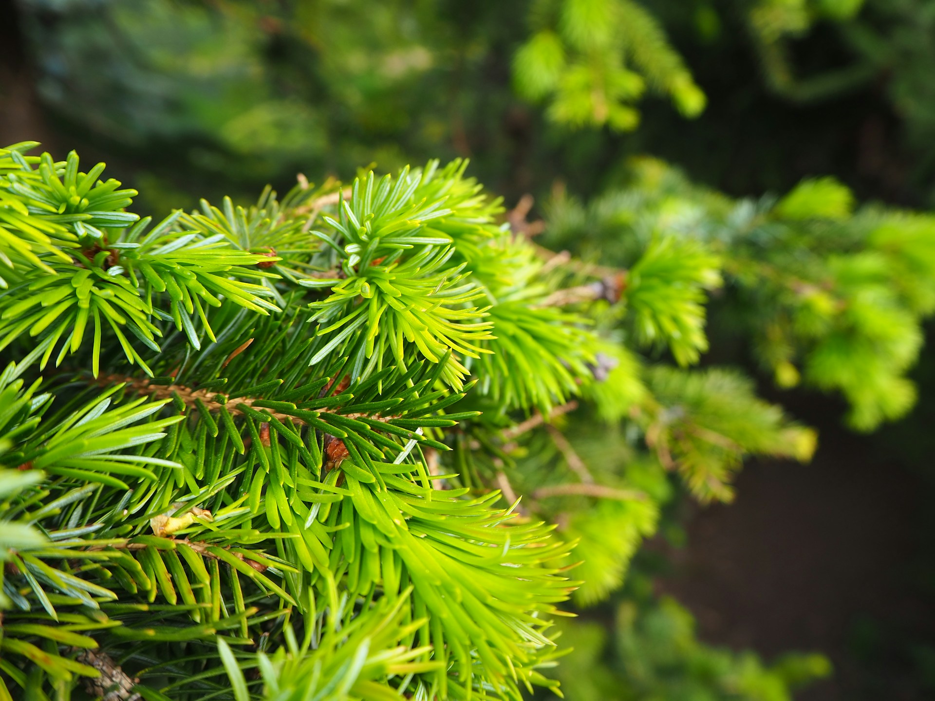 a close up of a pine tree branch