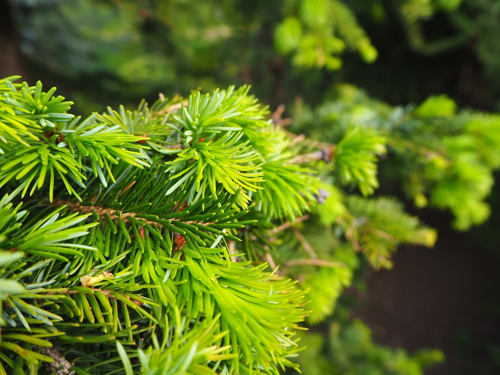 a close up of a pine tree branch