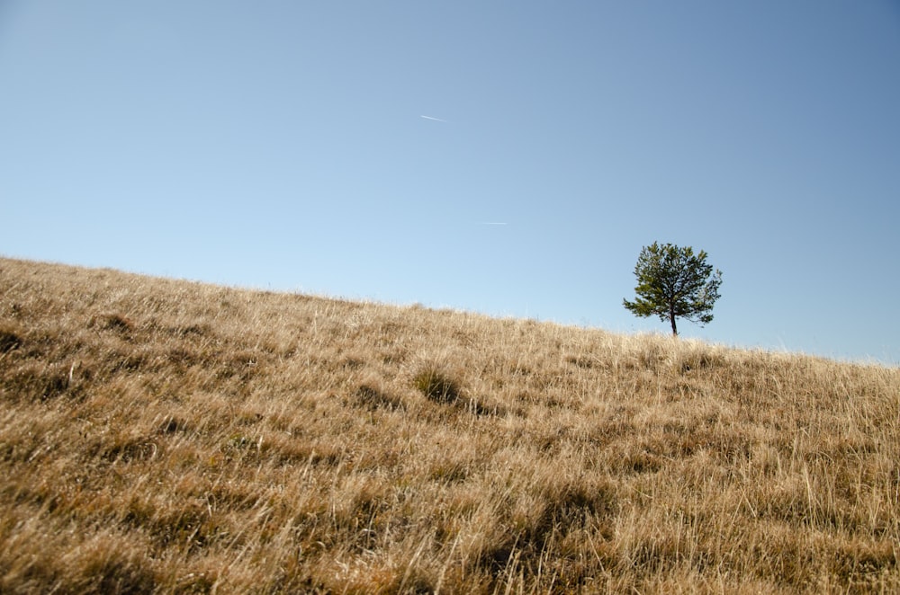 a lone tree on a grassy hill under a blue sky