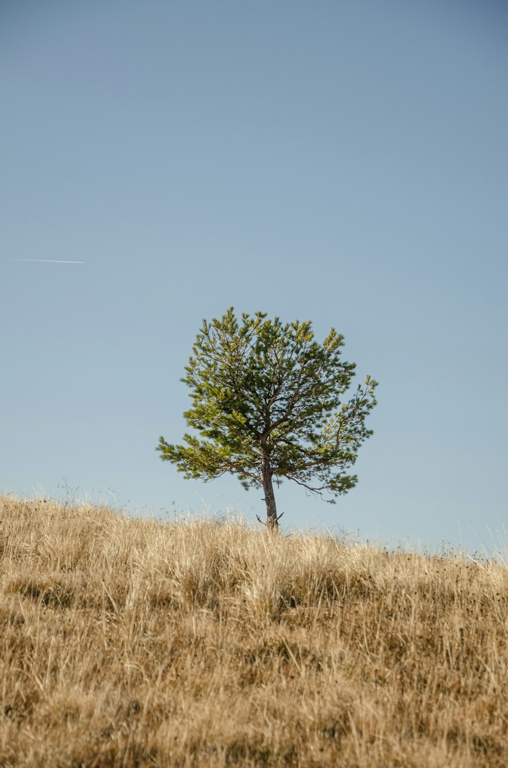 a lone tree on a grassy hill under a blue sky