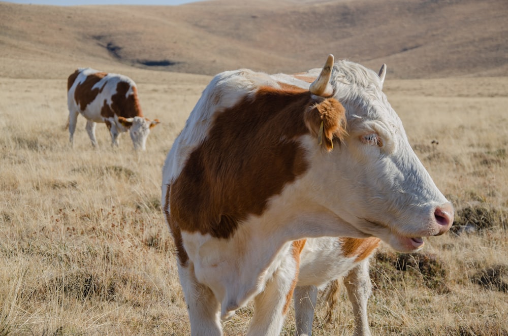 a brown and white cow standing on top of a dry grass field