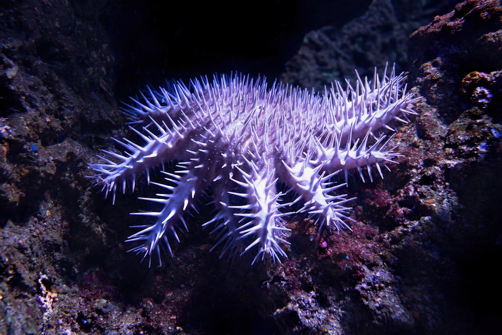 Un primer plano de una estrella de mar en un coral