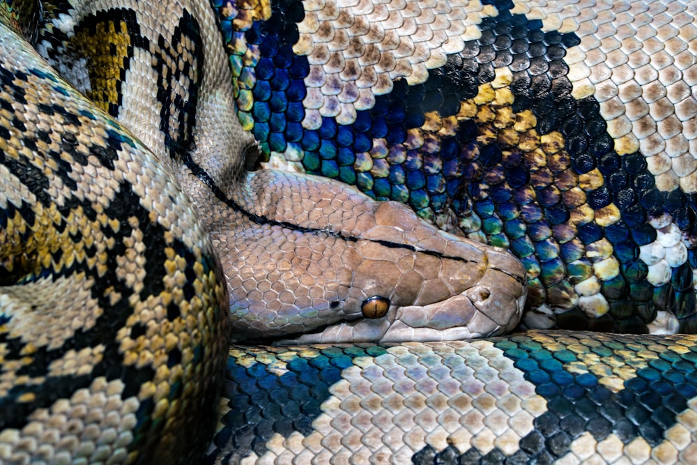a close up of a snake on a couch