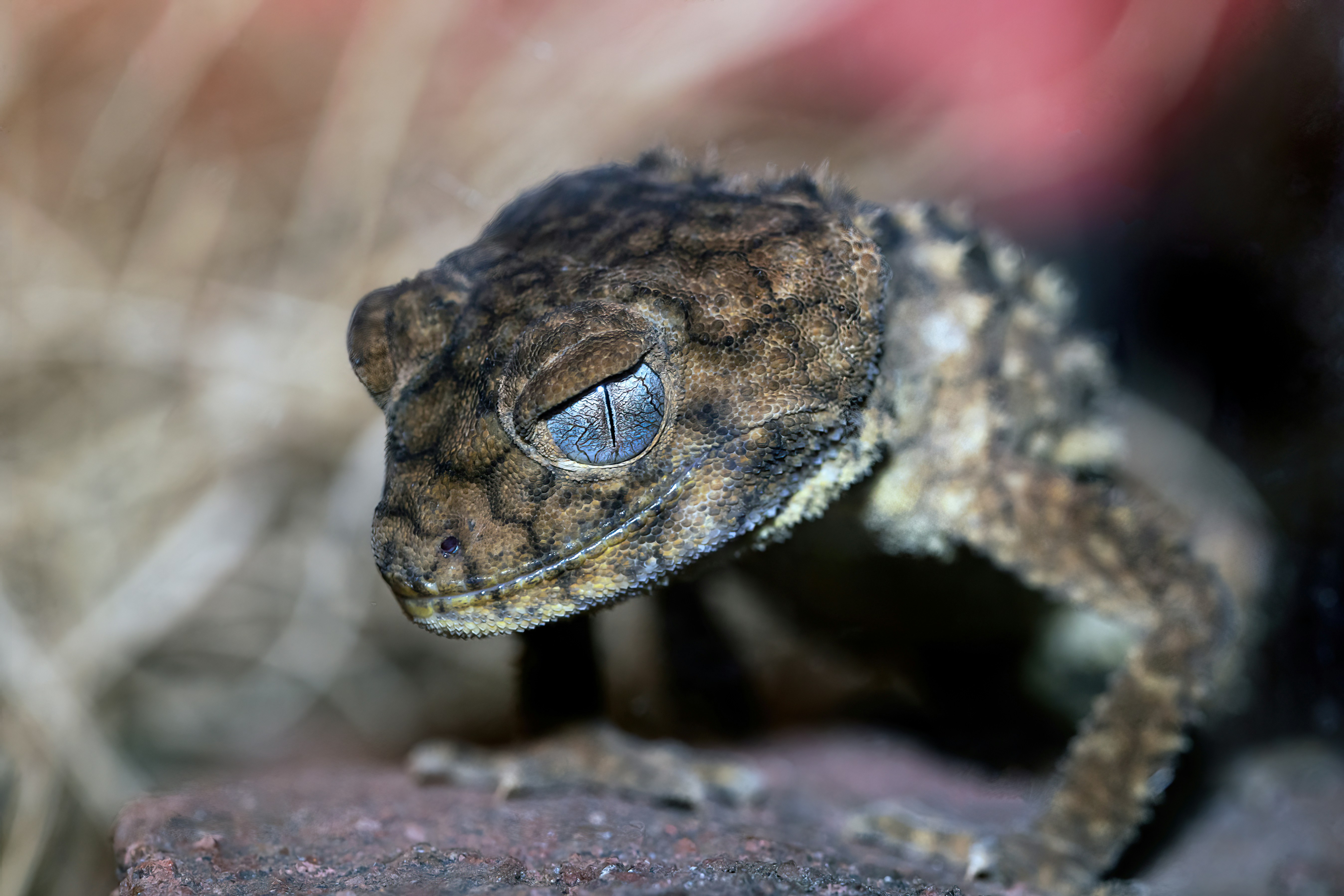 a close up of a small lizard on a rock