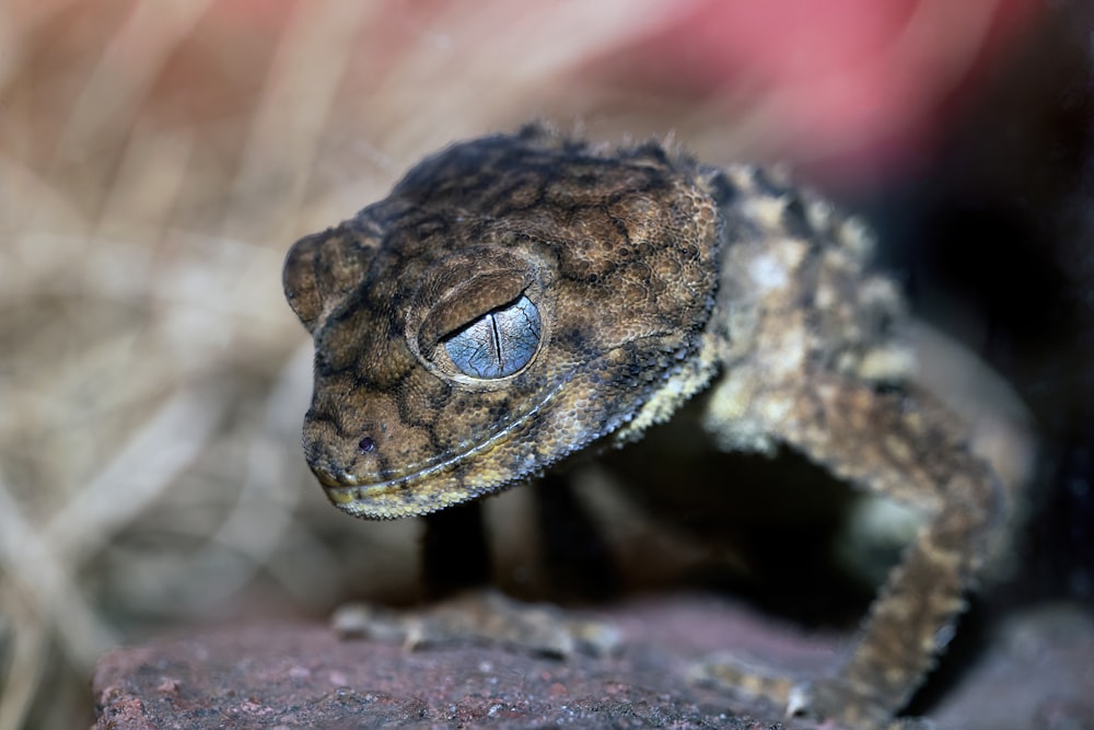 a close up of a small lizard on a rock