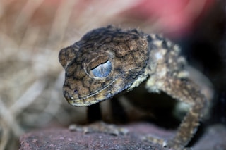 Close up of a Knob-tailed Gecko. These lizards live in the outback of Australia.