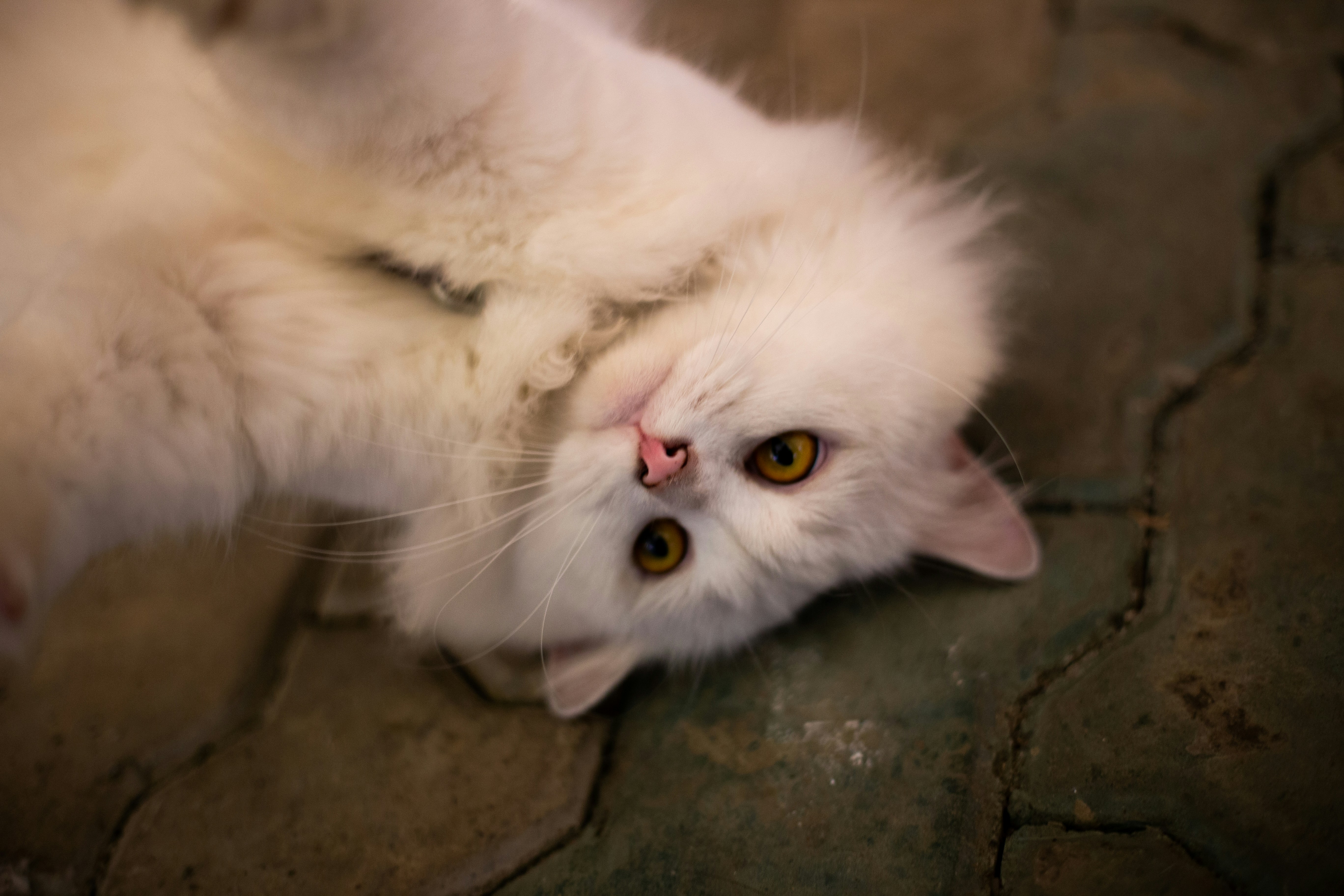 Photo by quangdieu195