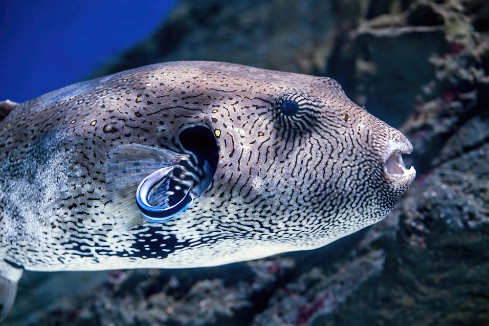 a close up of a fish with its mouth open