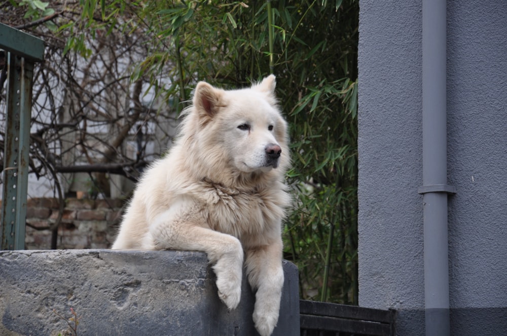 a large white dog sitting on top of a cement wall