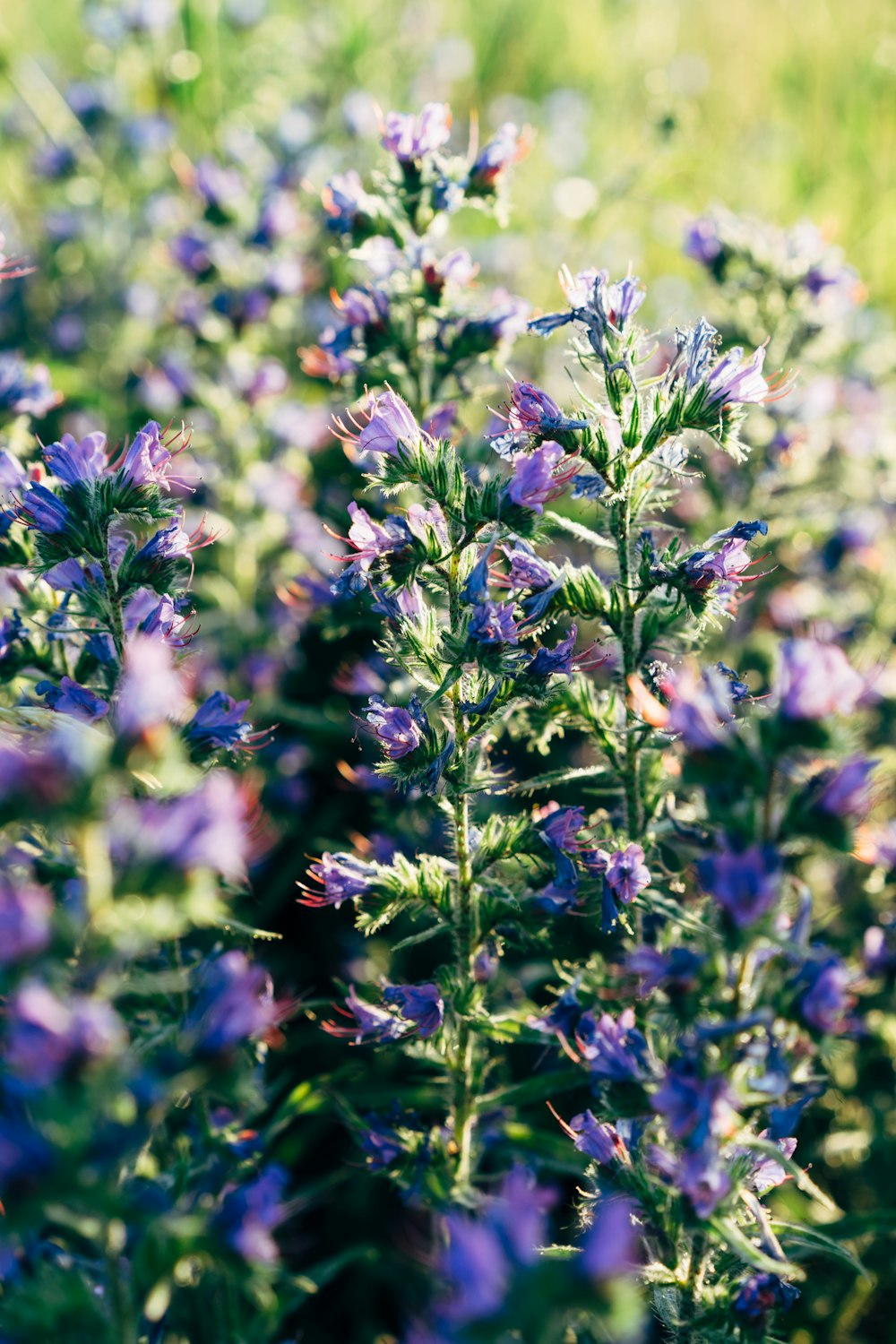 a close up of a purple flower in a field