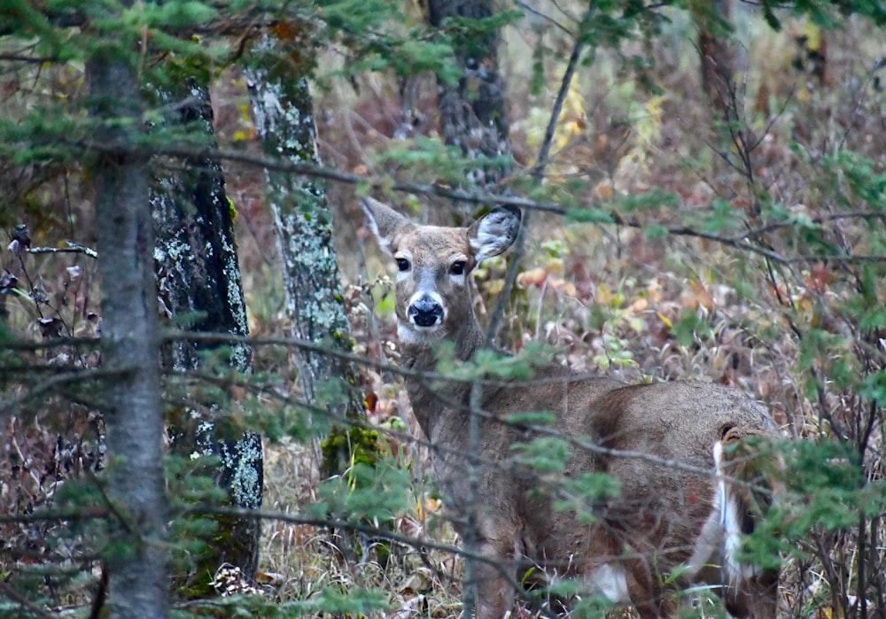 a deer standing in the middle of a forest