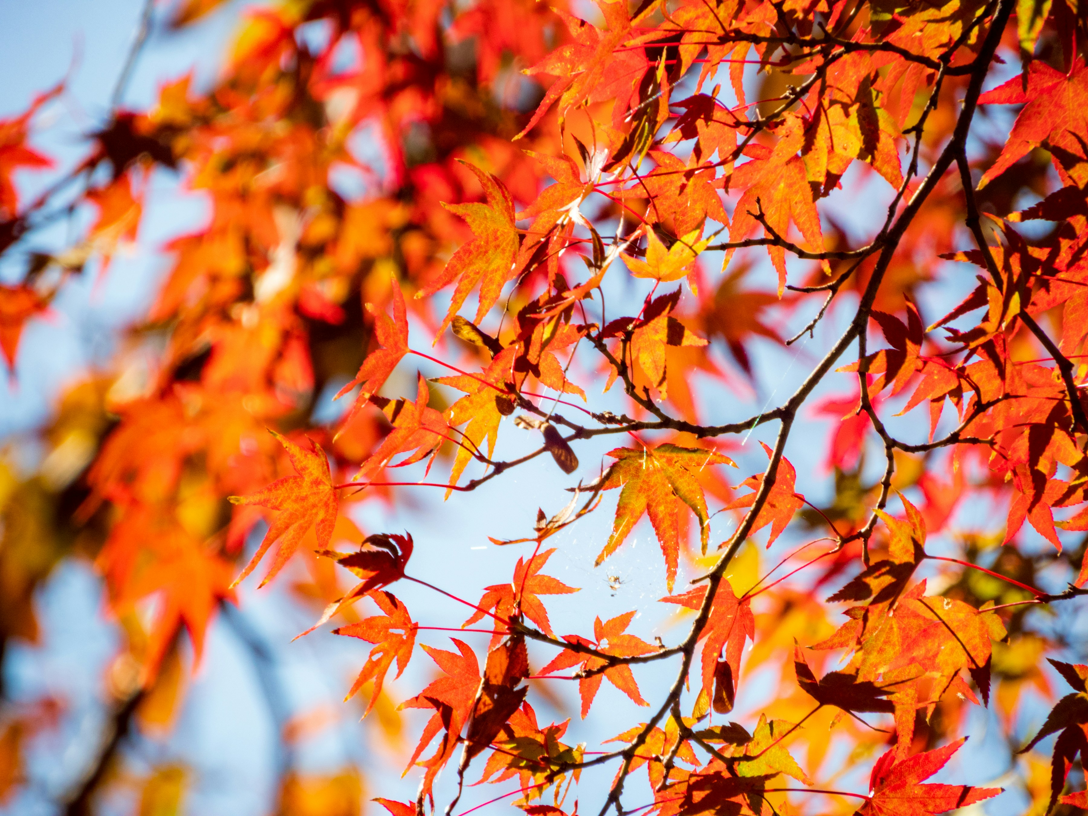 Photo by heppoko_yama