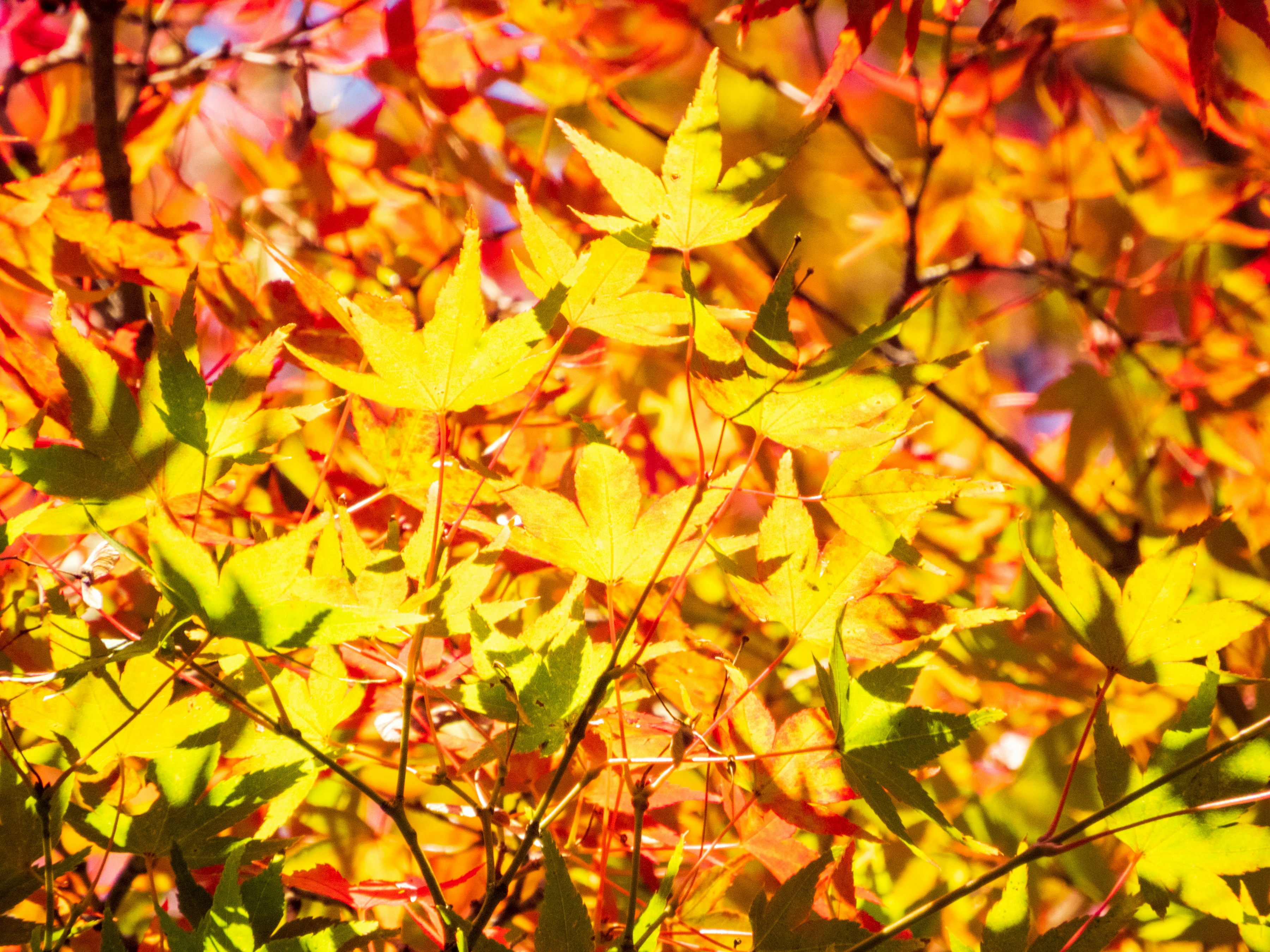 Photo by heppoko_yama