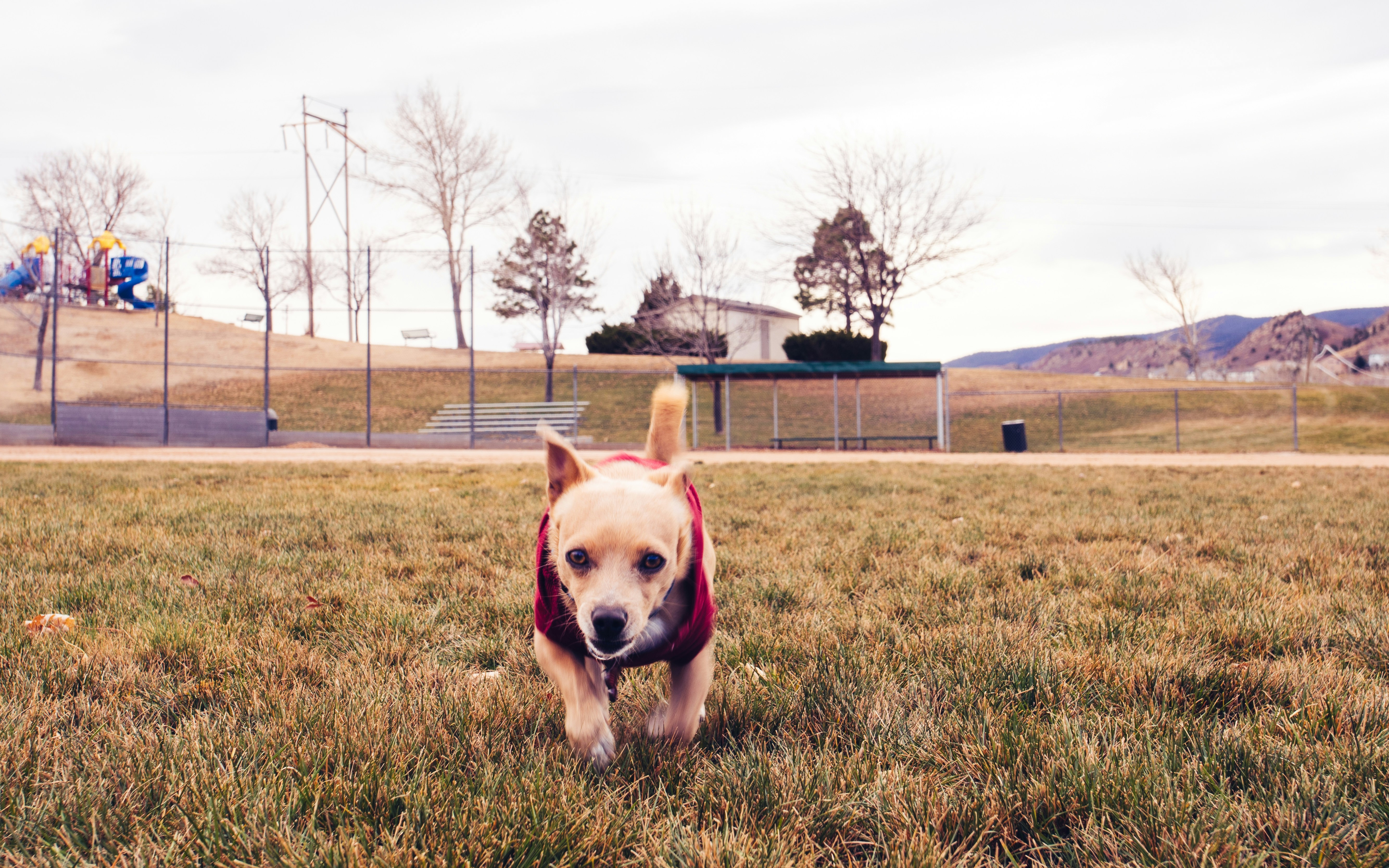 Avista Dog Park