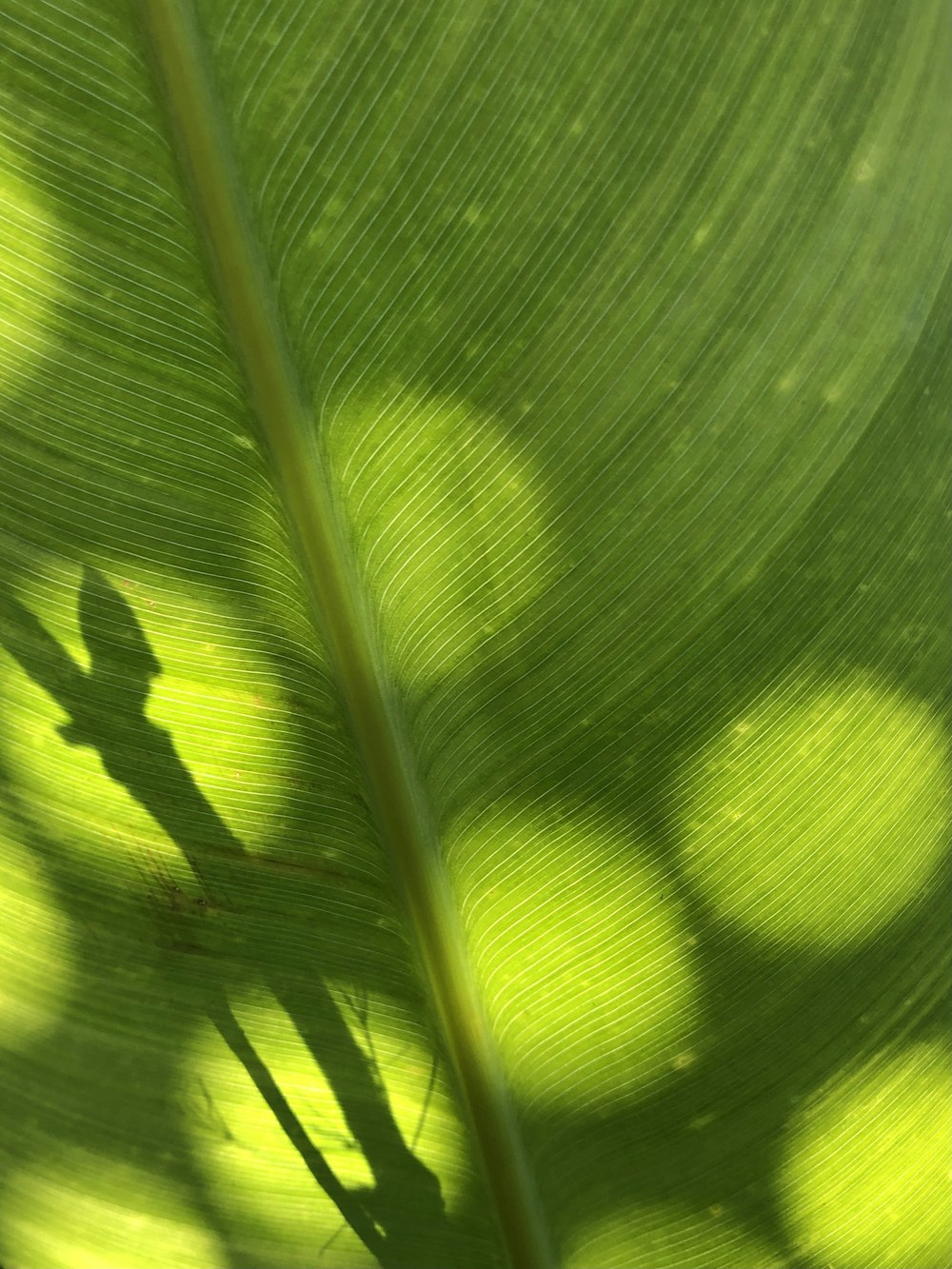 the shadow of a person on a large green leaf