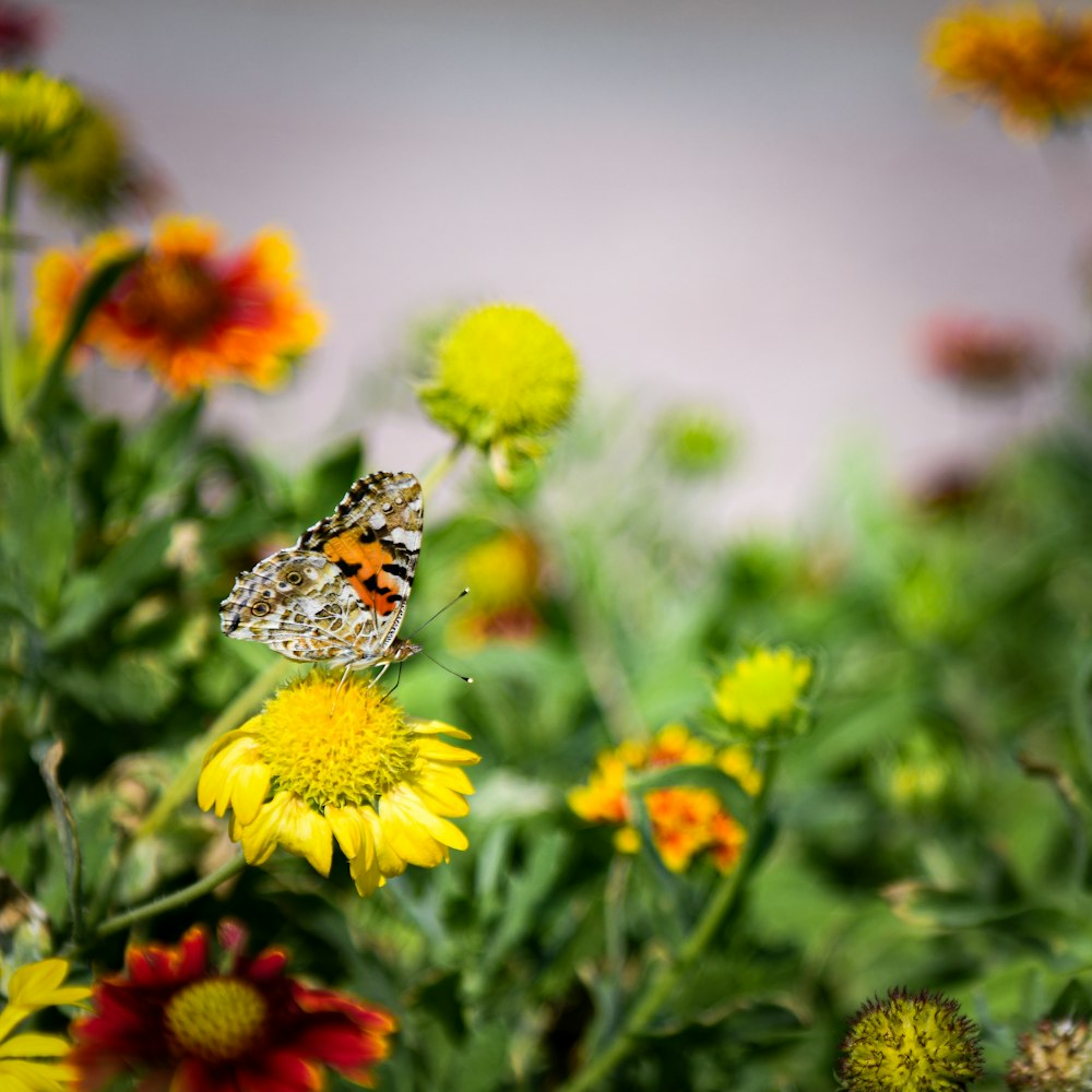 un papillon assis au sommet d’une fleur jaune