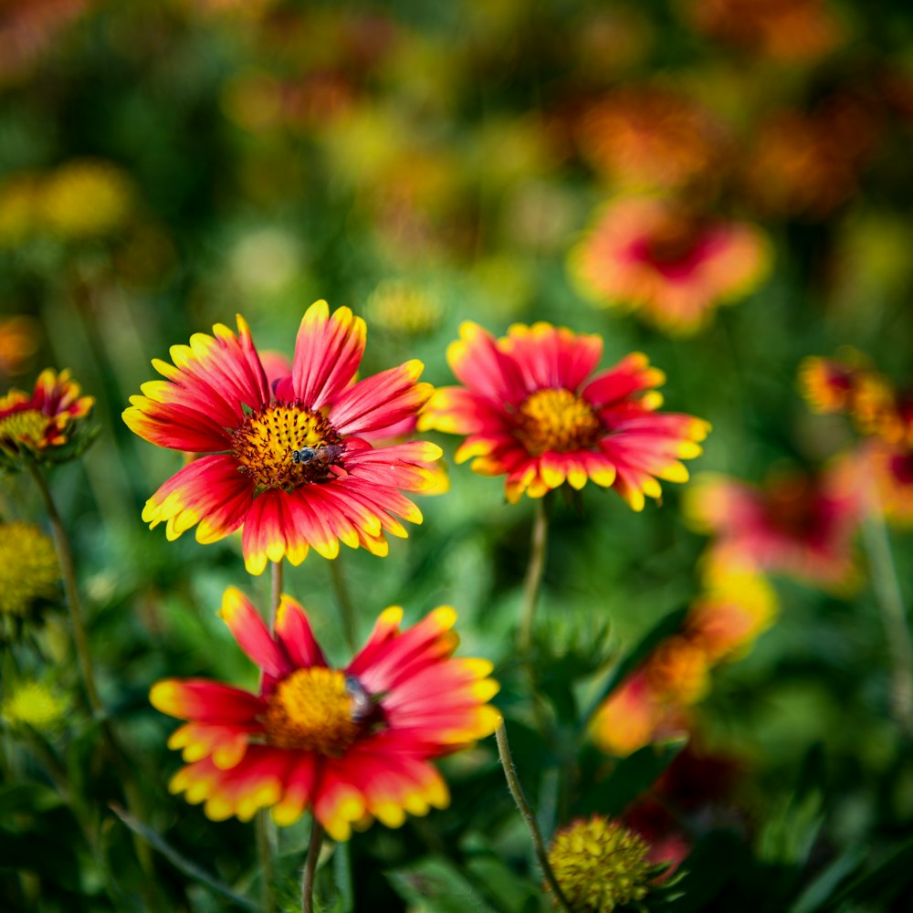 a bunch of red and yellow flowers in a field