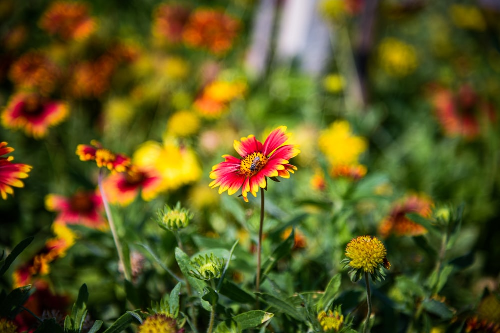 a bunch of flowers that are in the grass