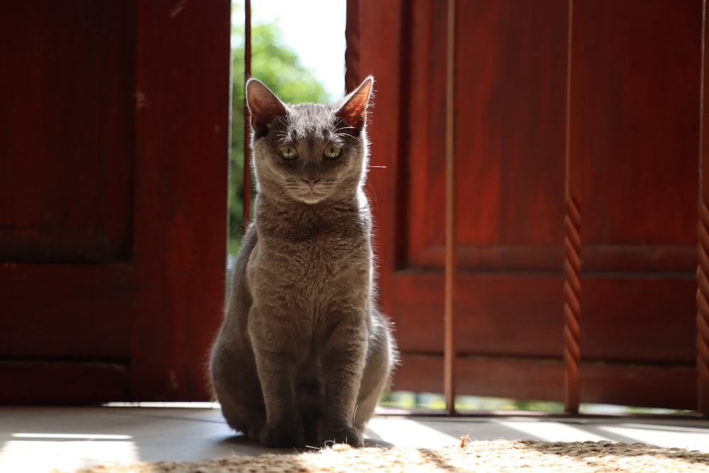 a cat sitting on the floor in front of a red door