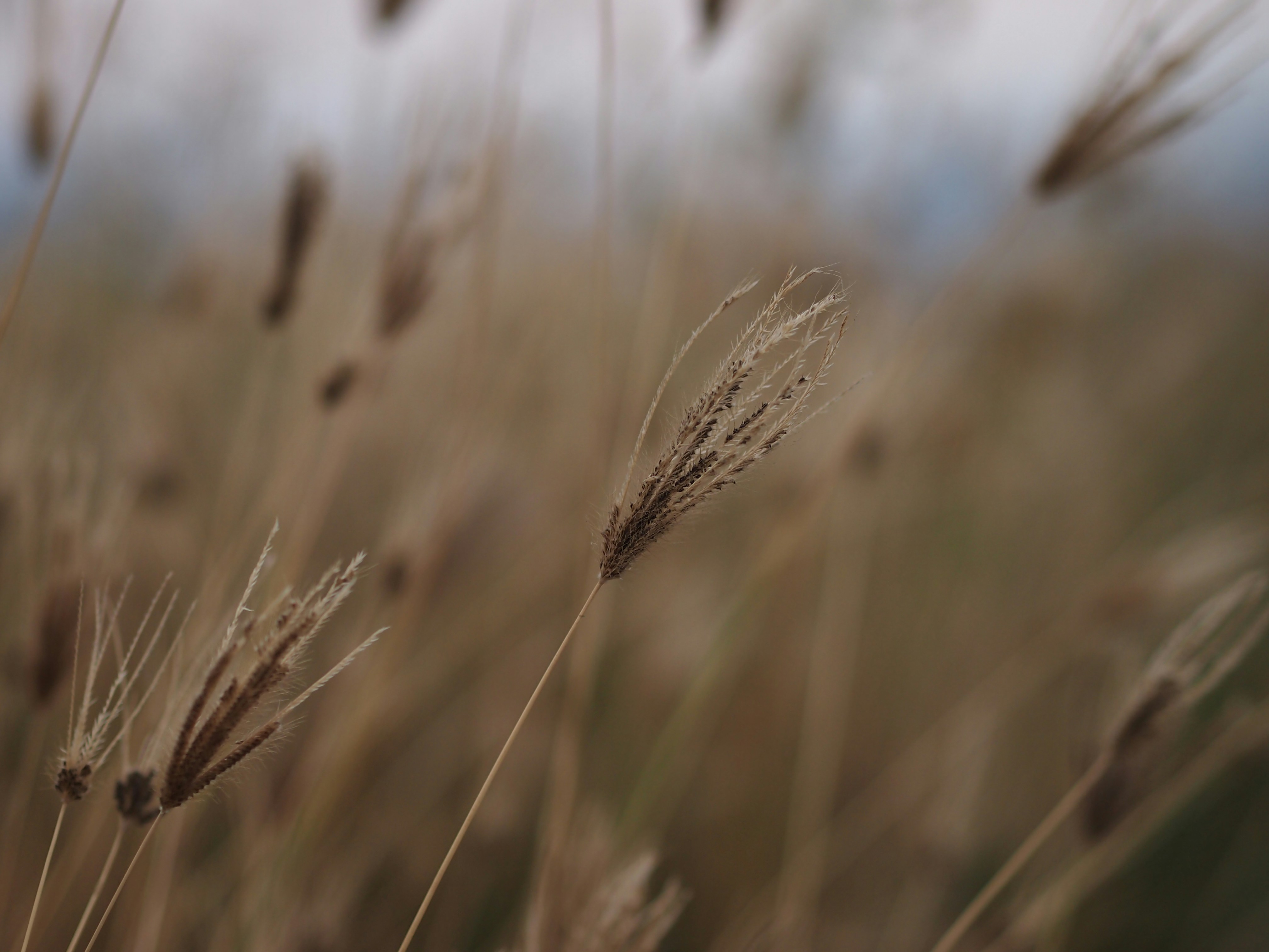 Photo by haimourinho