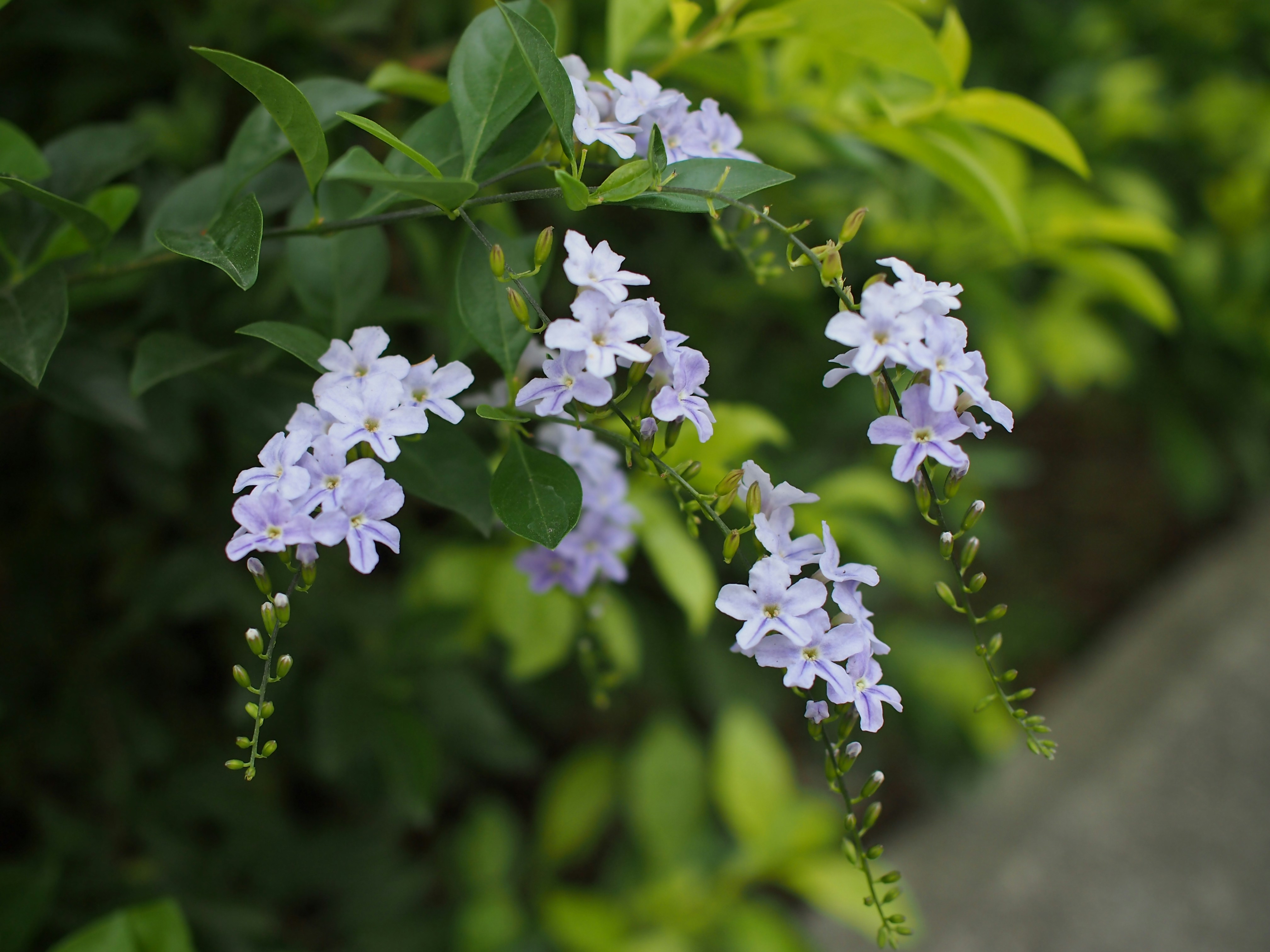 Photo by haimourinho