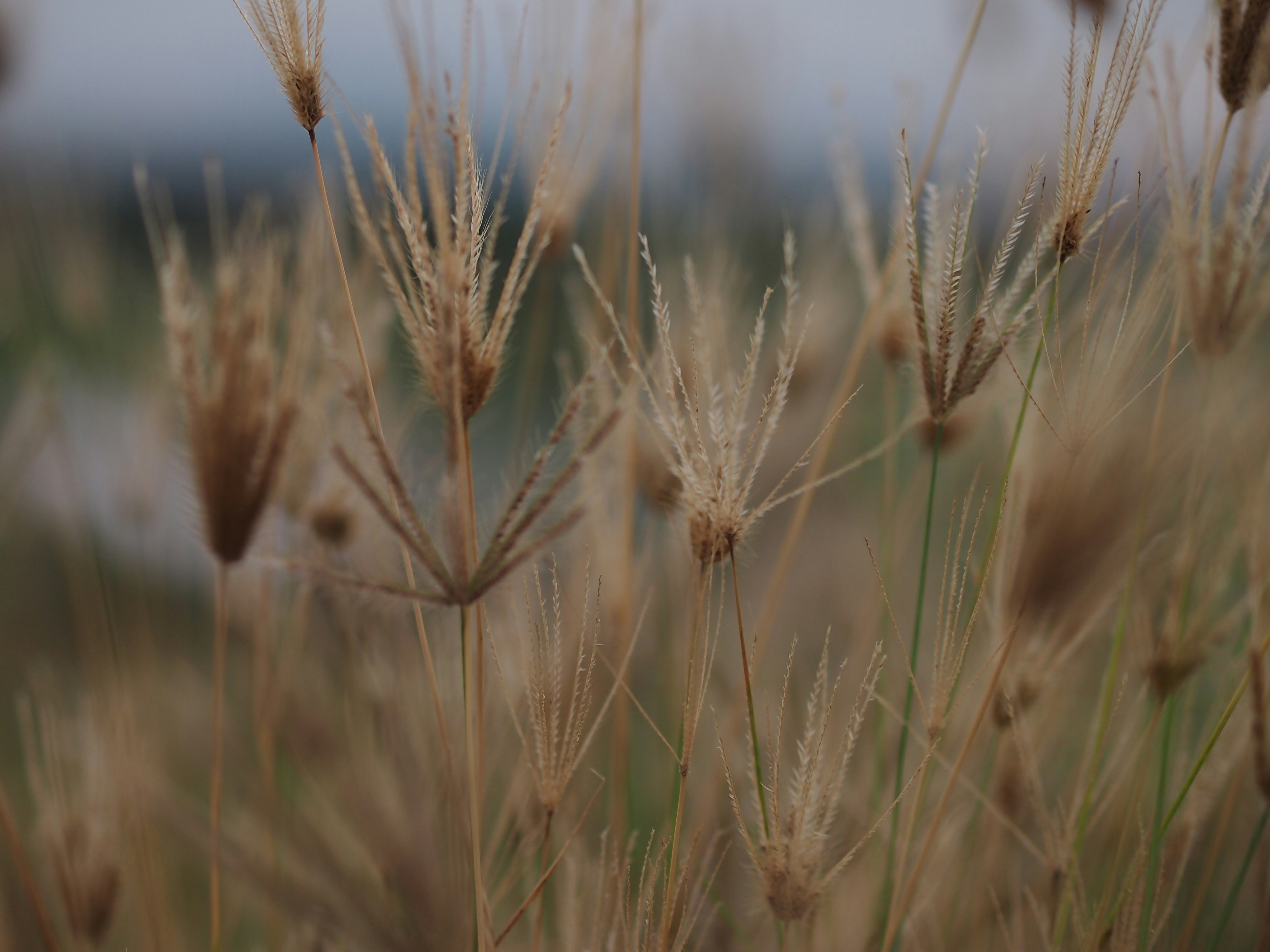 Photo by haimourinho