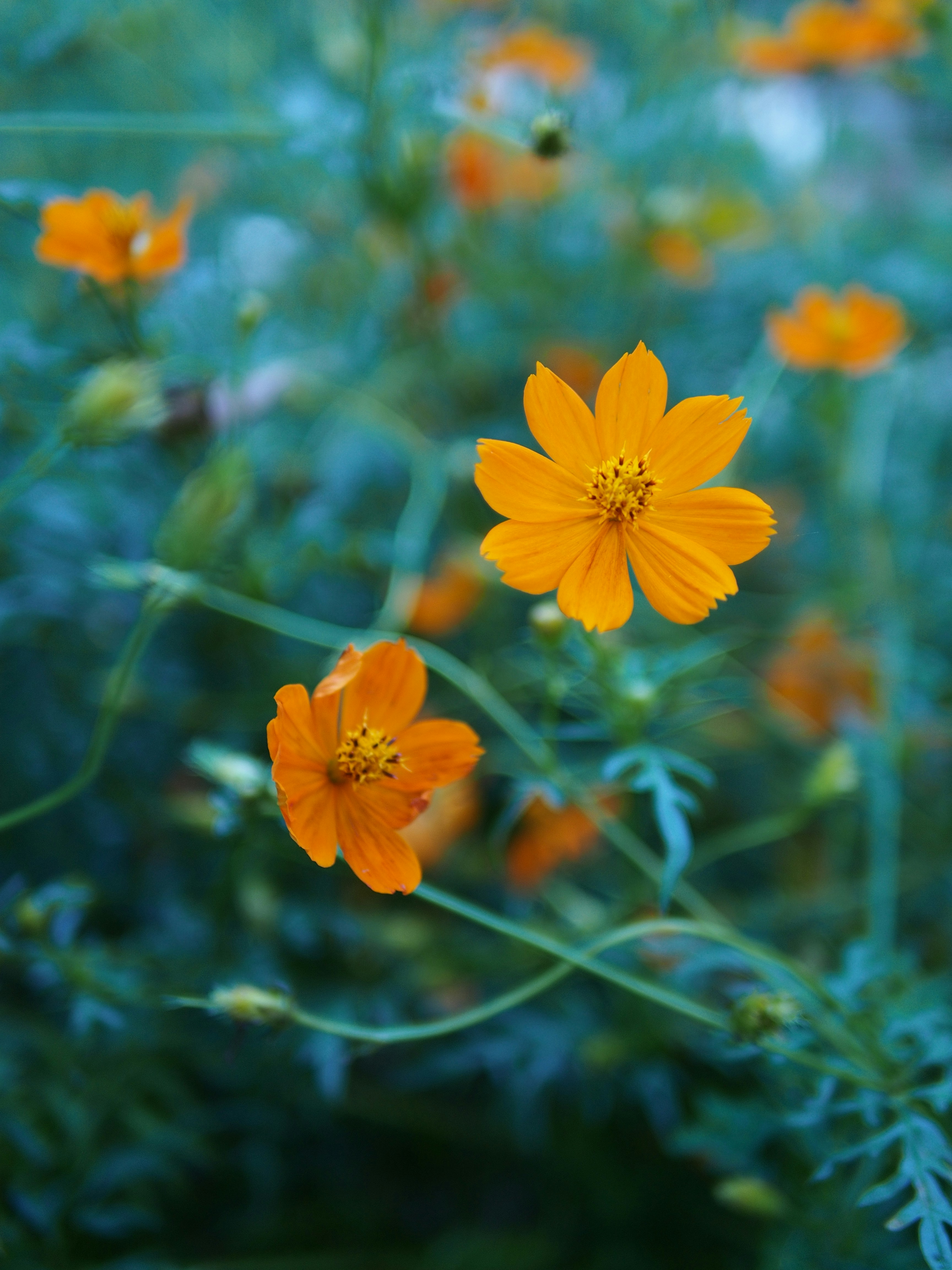 Photo by haimourinho