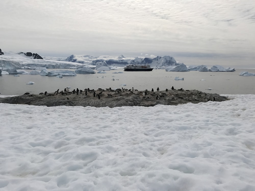 a flock of birds standing on top of a snow covered ground