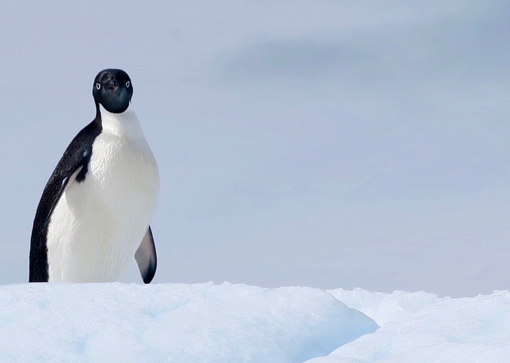 a penguin standing on top of a pile of snow