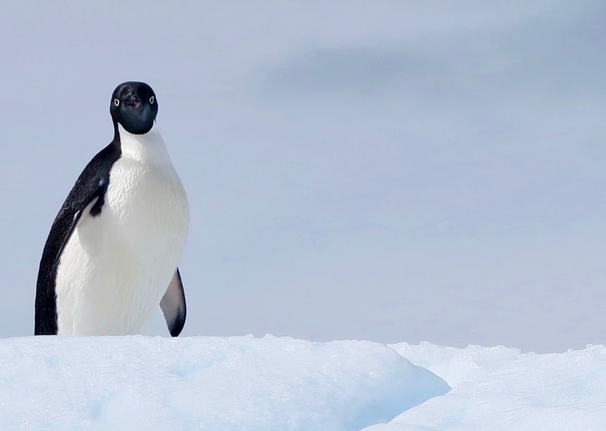 Emperor Penguin Endangered 2026: What Your Reaction Reveals About Your Climate Values