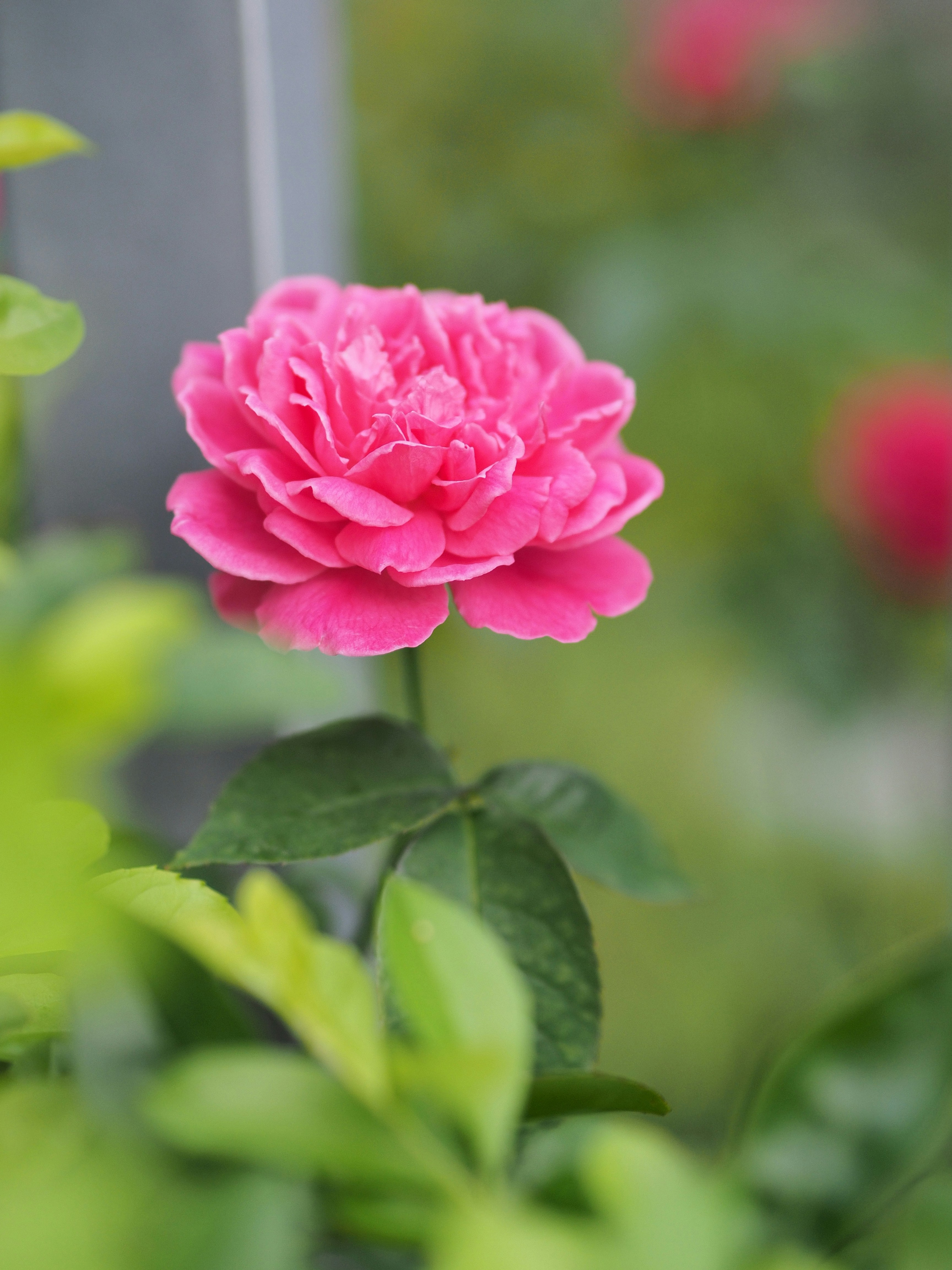 Photo by haimourinho